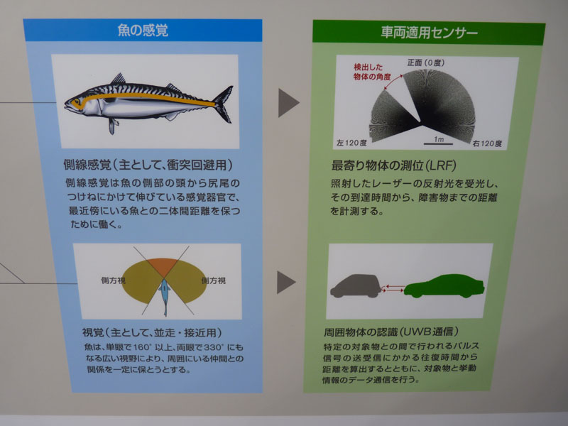 魚の感覚とセンサー